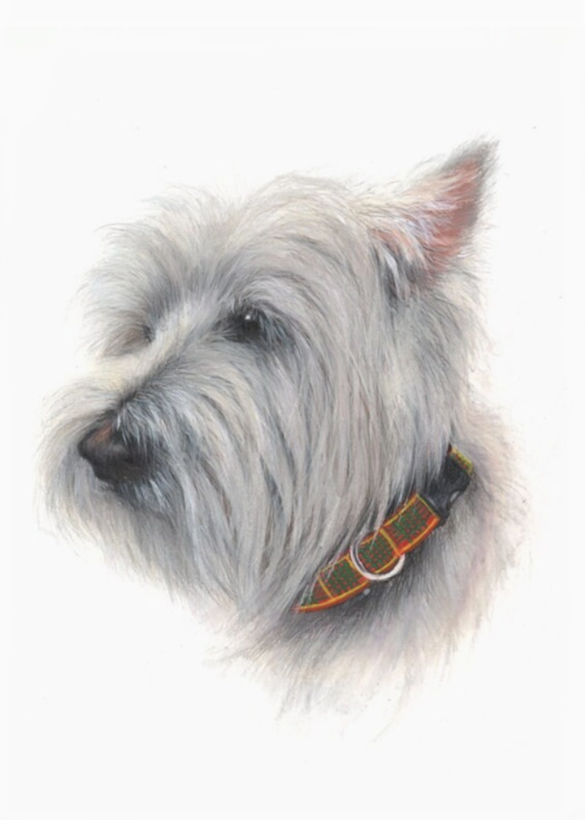 Mounted Print Portrait The Cameron Westie
