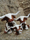 Large Plush - Texas Longhorn Cow