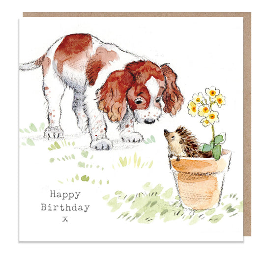 Birthday card  - Springer Spaniel With Hedgehog