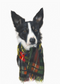 Mounted Print Portrait The Sweetness of Glasgow